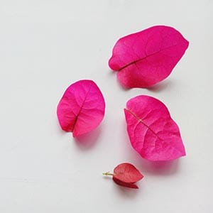 দিনলিপি